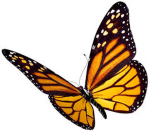 Butterflies and flowers:)