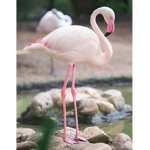 Flamingo-Armee