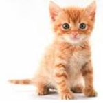 Kitty n cat club