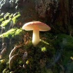 Mushroom Colony