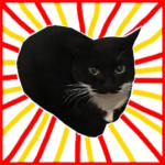 Sr Meow 8's group