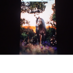 Best Friends Horse