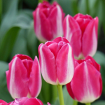 Les tutulipes