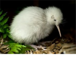 Kawaii Kiwi's