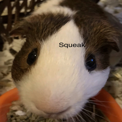 EPIC GUINEA PIG SKY!! *put under "lighting" *