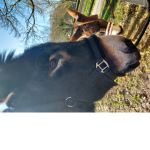 Horseono love horse