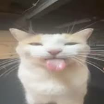 bleh cat meow meow