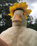 Quackery Studios