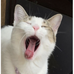 pawchu