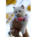 Racer cat