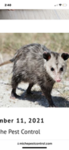 AwesomePossum!