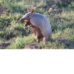 Little Armadillos