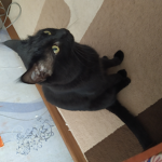 We love black cats
