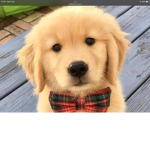 Doggo’s Unite! (Official Group)