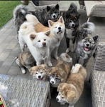 Animal lavers