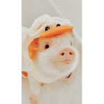 ᴄᴏᴏʟ ᴘᴏᴛᴀᴛᴏ ᴋɪᴅs