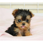 yorkies club