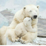 Save The Polar Bears !!!