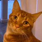 Catman YT