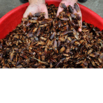 ROACHES ONLY .,.