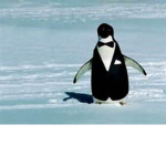 PenguinSquad:)