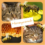 My honey combs!