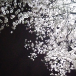 .blossom ug.