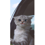 Cat tastrophe