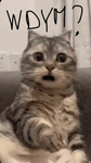 ʜoʀʀᴏr