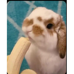 Epic bunny obby