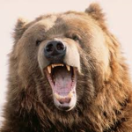 The Bears Clan