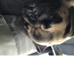 DoggyFBI