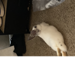 Christhedumself