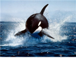Whales of Fortune