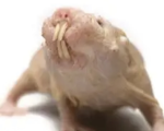 Vishnu’s rat