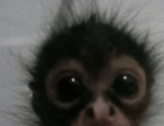 SpaceCHIMPS