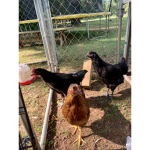 Chicken Fan Club :]