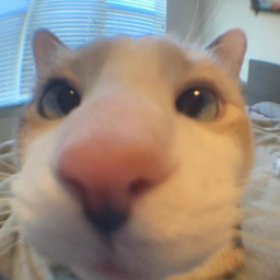 Sooky Gam