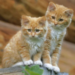 Katzen sind die Besten Freunde