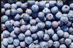 The blueberry group :)