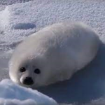 seal group for seals