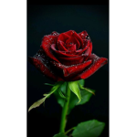 Rose squad.! <3