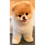 Puppy Cool Kid Group
