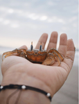 Officially Crabs