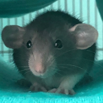 Land of the Rats