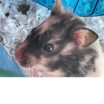 Hamster hammy nugget