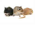 The Tiny Gerbils