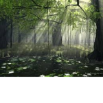 Dark forest warriors