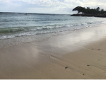Aloha fans from Hawaii