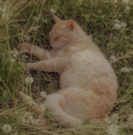 Catt :D